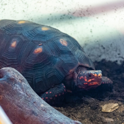 Kolenbranderschildpad - De Zonnegloed - Dierenpark - Dieren opvangcentrum - Sanctuary